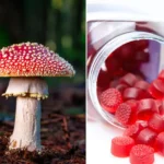 Surprising Health Benefits of Mushroom Gummies