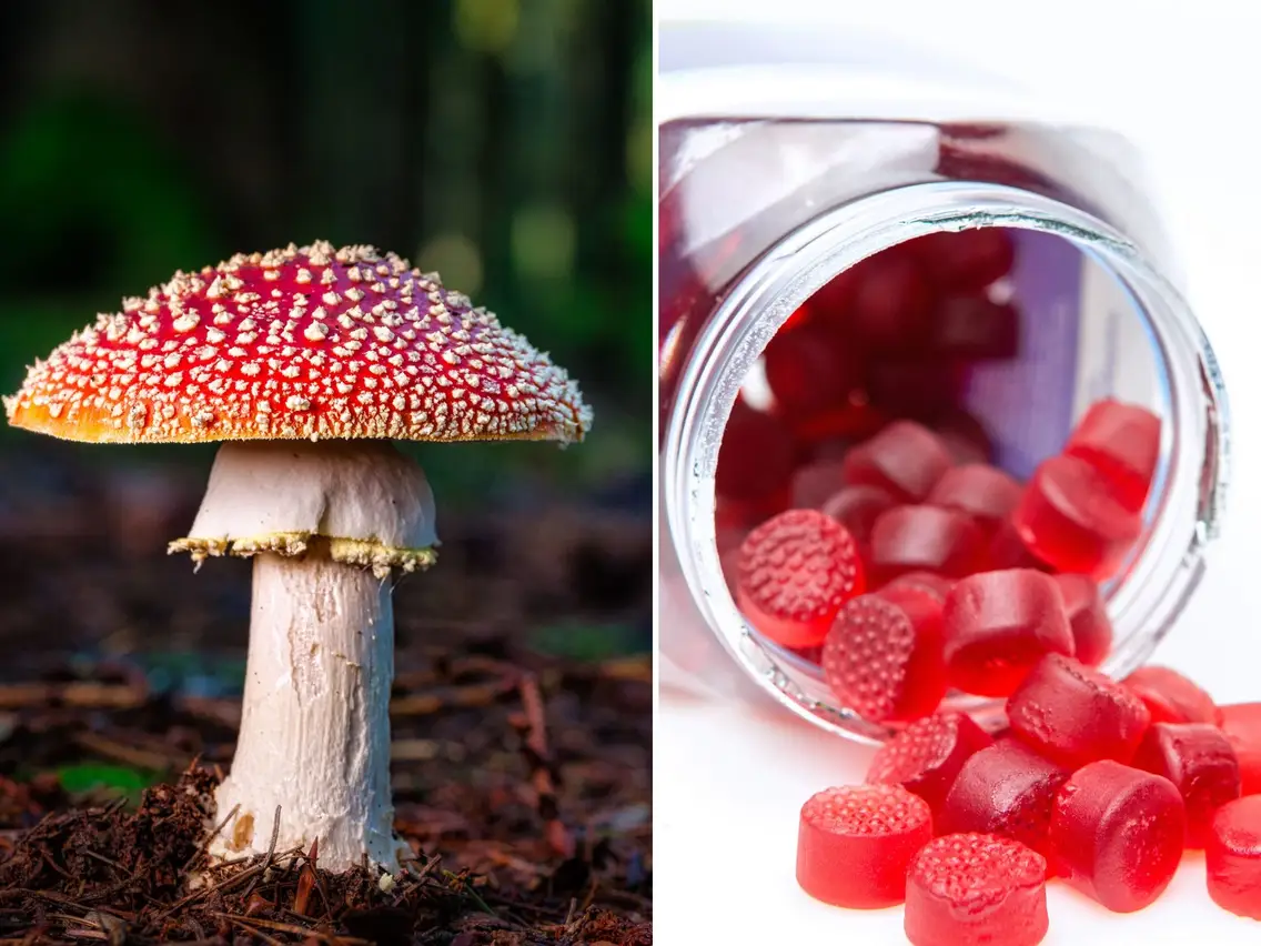 Surprising Health Benefits of Mushroom Gummies