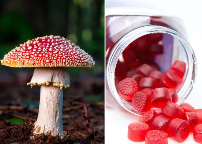 Surprising Health Benefits of Mushroom Gummies